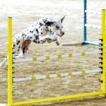 liver & white dalmatian flying over a bar jump at 20" with ears flying