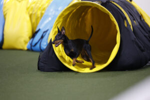 toy manchester terrier coming out of a yellow tunnel, front feet off the ground.