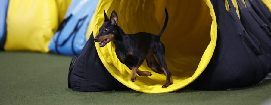 toy manchester terrier coming out of a yellow tunnel, front feet off the ground.