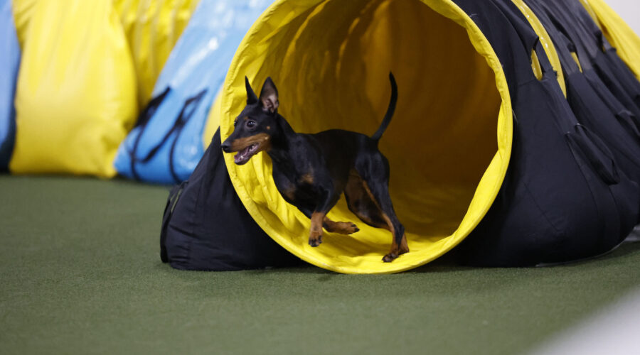 toy manchester terrier coming out of a yellow tunnel, front feet off the ground.