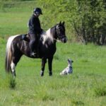 A green field with a pinto horse & rider in black, dalmatian sitting on the ground.