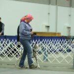 Jerri with Pink Hair & a dalmatian heeling in an obedience ring